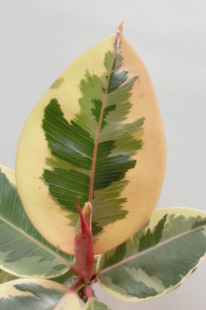 【フィカス ティネケ】これがラスト１鉢です！流れるような美しい幹が素敵な個体。葉の状態も良いのでおススメです！