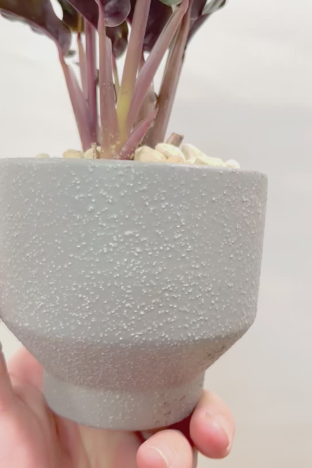 【カラテア ベルベットグローリー】POTとのバランスがイイ感じ！渋い葉色がステキです！葉のふちもフリフリしていてとてもカッコいい品種です！