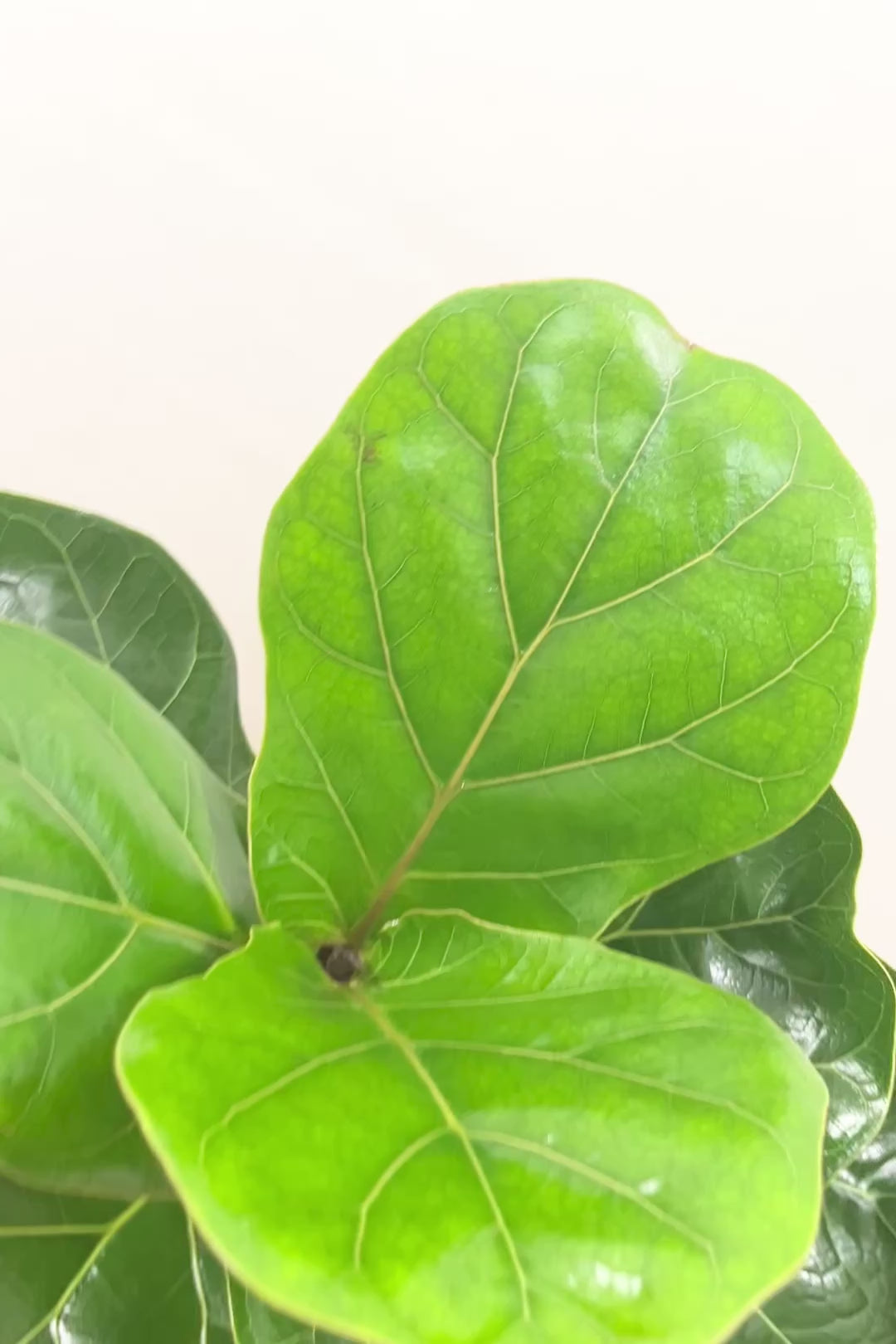 【カシワバゴム】弧を描いた素敵な幹！このような樹形のカシワバゴムはめったに出てきませんので気になる方はご検討ください！