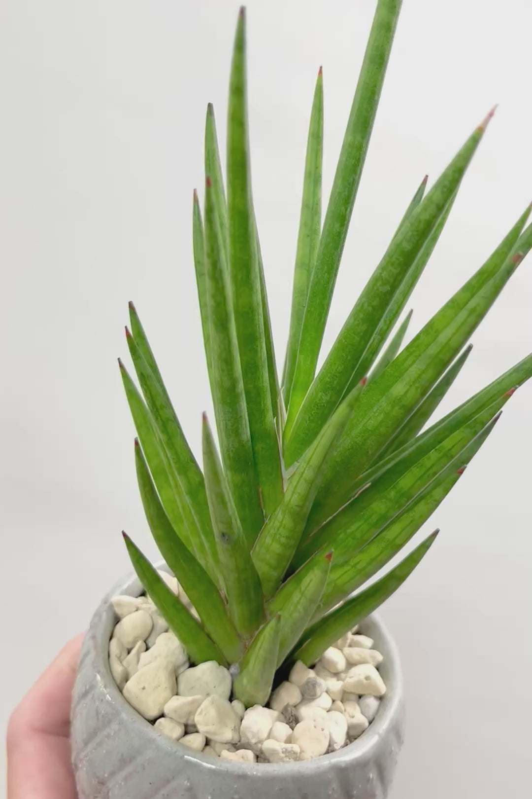 【サンスベリア フランシシー】新作のPOT！仲良しの生産者さんからいい形のものを分けてもらいました！