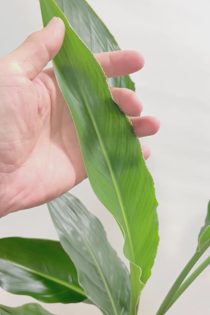 【ストレチア レギネ】ボリュームのある2本植え！シルエットが美しい観葉植物ですのでおススメ！