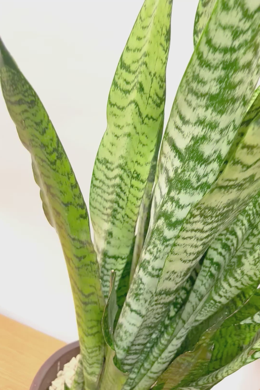 【サンスベリア ゼラニカ】ちょっとだけ和テイストな鉢にしてみました！シックな色合いの葉が人気。贈り物にも人気の観葉植物です！