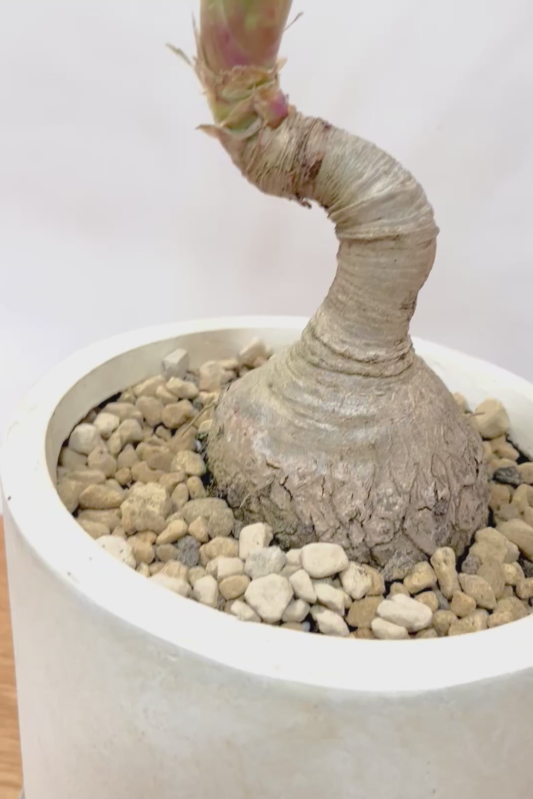 【ノリナ】かわいすぎる幹！温暖な沖縄で自由奔放に育てられた面白い樹形です！