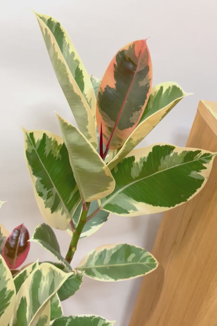 【フィカス・ティネケ】10年の年季の入った樹形。鮮やかな葉色がステキな観葉植物！いい葉色に仕上がっています！