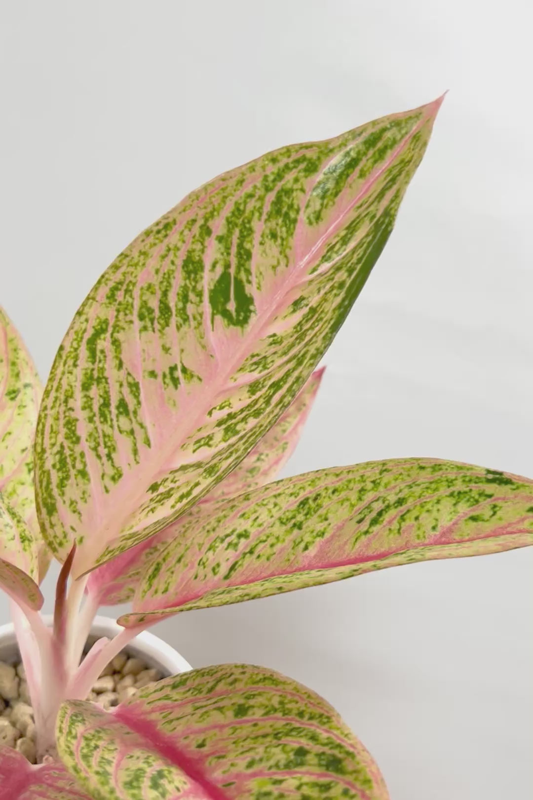 【アグラオネマ レガシー】今の季節の新葉が一番きれい！この美しい葉っぱをぜひ見て欲しいんです！