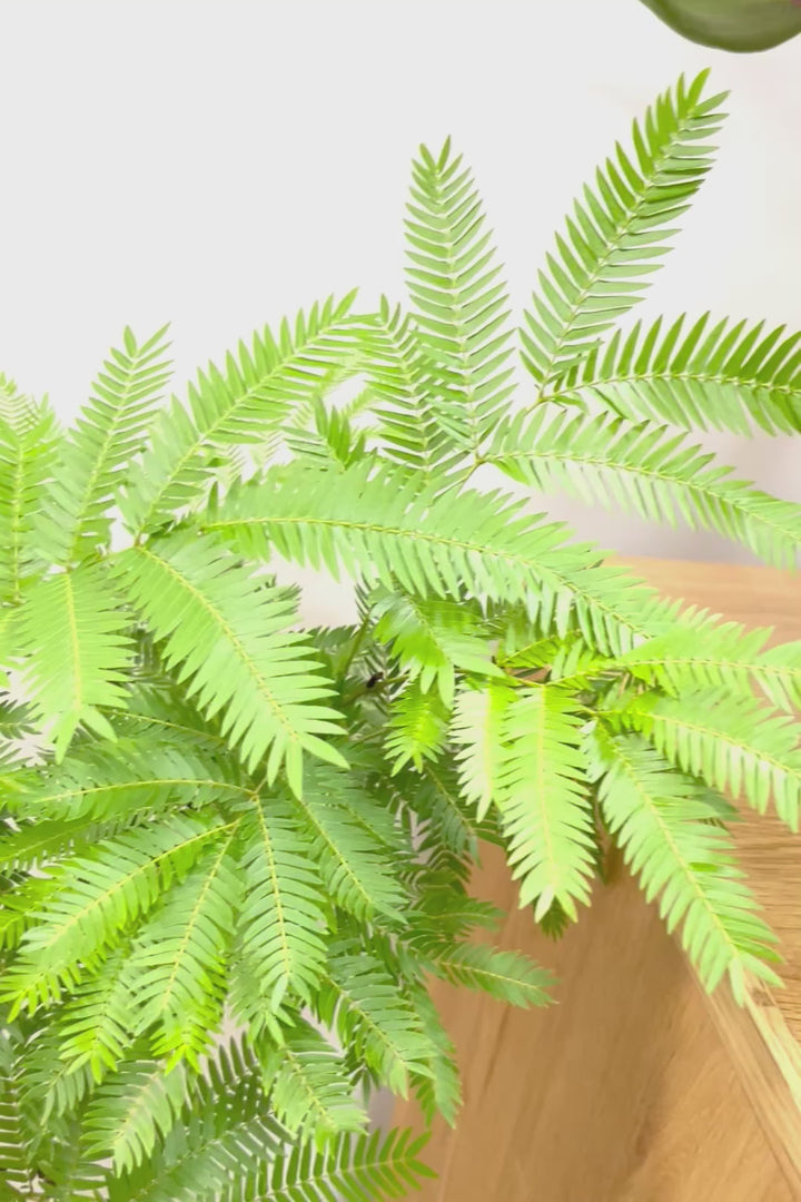 【エバーフレッシュ】個性的なテクスチャのPOT。幹もとてもしっかりとしていますので、存在感がありますよ！