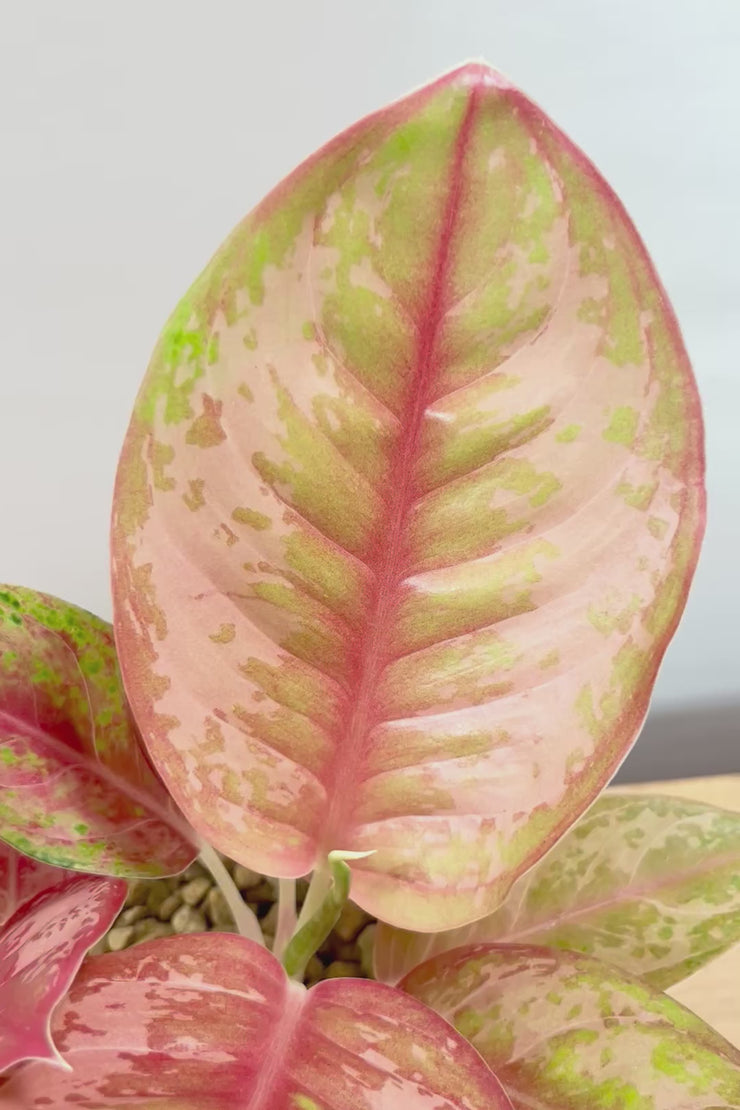 アグラオネマ プラカイペットBE60439| 観葉植物の通信販売