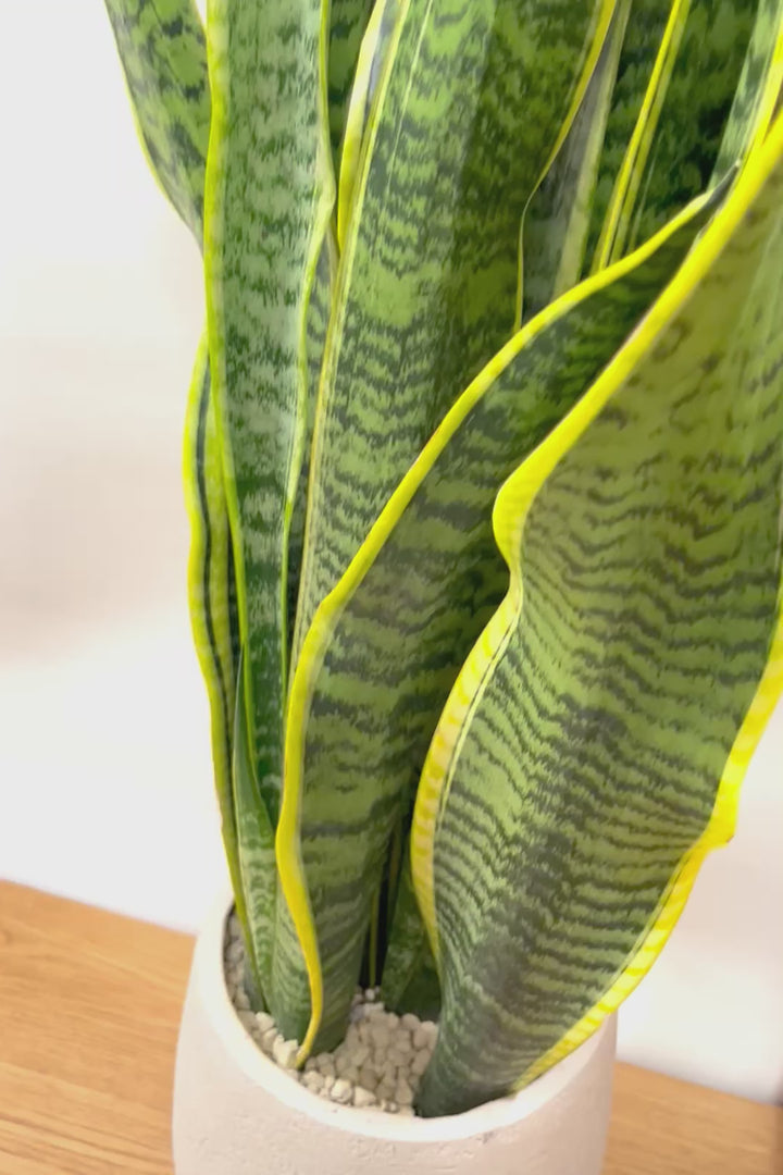 【サンスベリア ローレンティ】ボリュームがある観葉植物。存在感がありますので、贈り物にも人気です!!