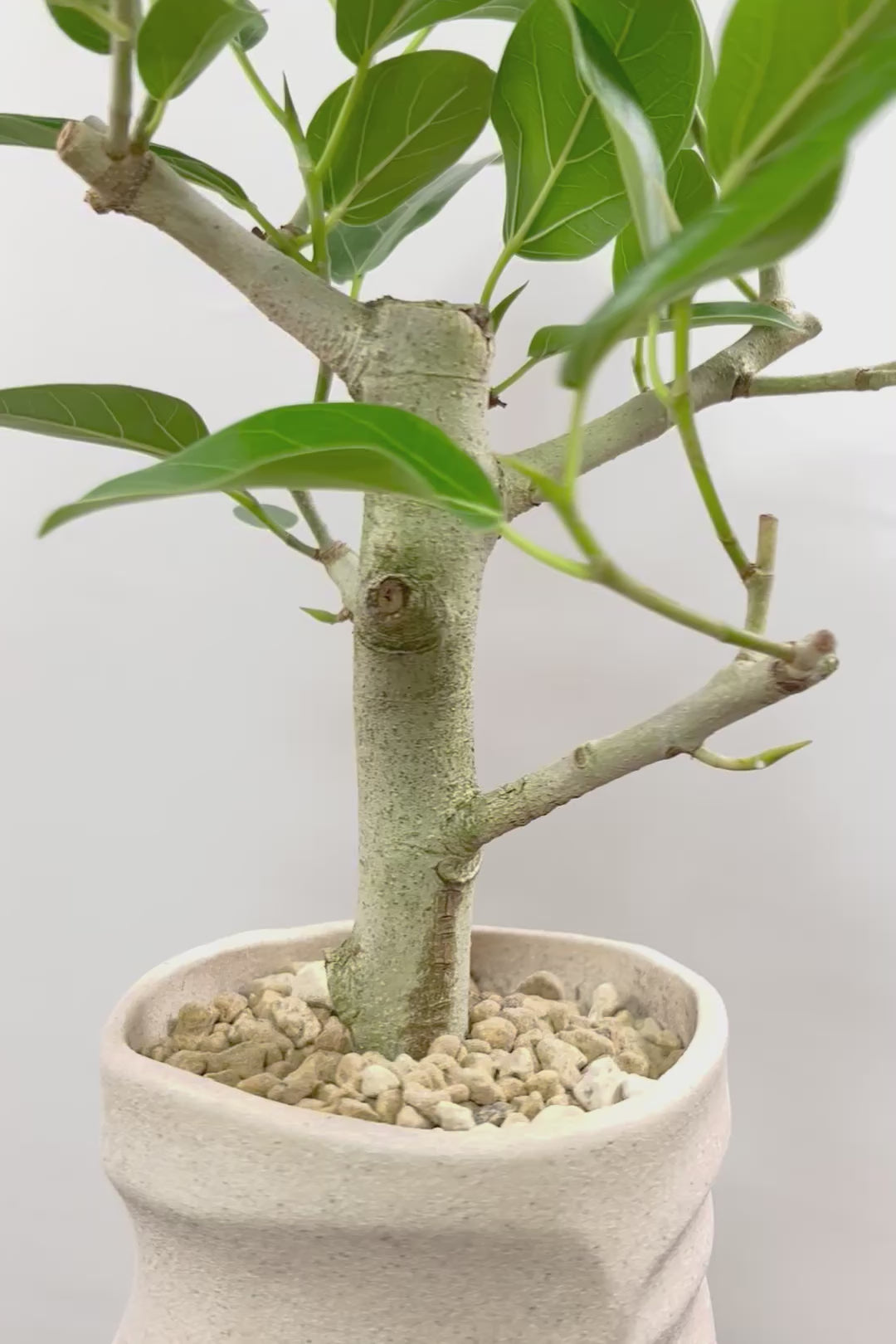 【フィカス ベンガレンシス】ほぼほぼ丸太のような太い幹！このような樹形はめったに出会えません！