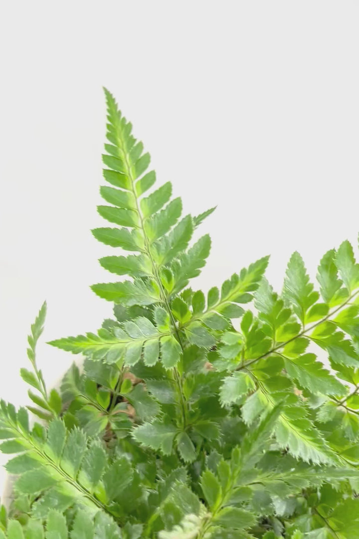 【ルモーラ アディアンティフォルミス】日陰に強いシダ系の観葉植物。葉の模様に思わず見惚れてしまうほどの美しさです！