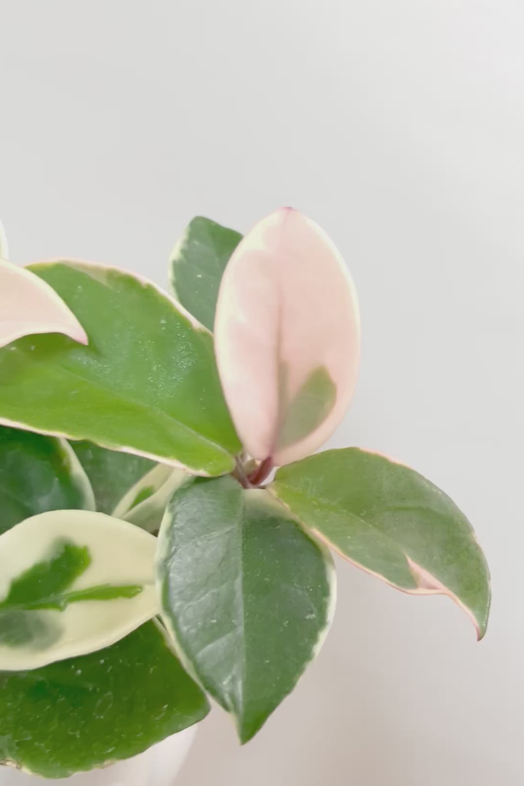 【ホヤ リップカラー】仕入れの時に見つけてきました！ピンク強めの個体。これは今まで史上いちばんきれいだと思います！