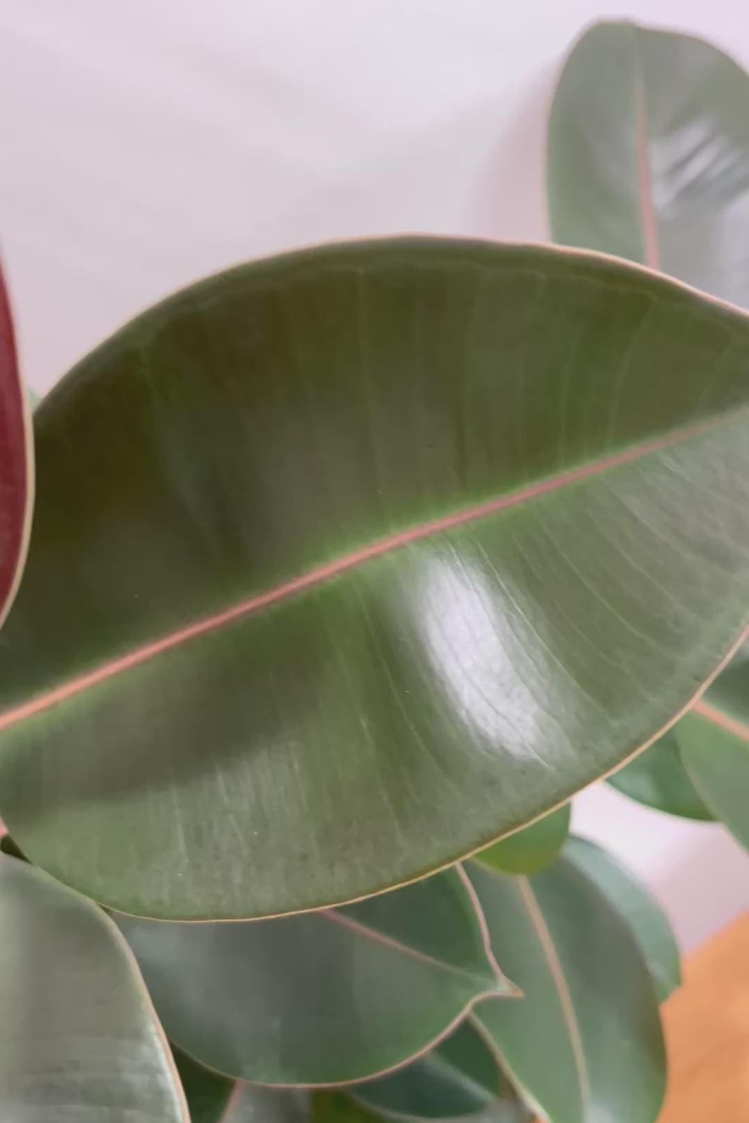 【フィカス・バーガンディ】素晴らしい植物を作る群馬県の名人生産者さんが手がけました！素晴らしい樹形です！