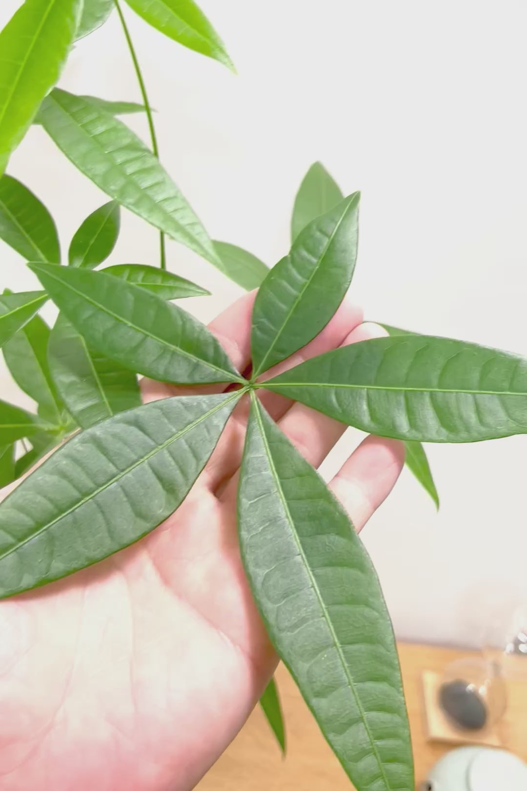 【パキラ】まるで森のようにたくさん植わっています！控えめにいってもかわいいと思います！