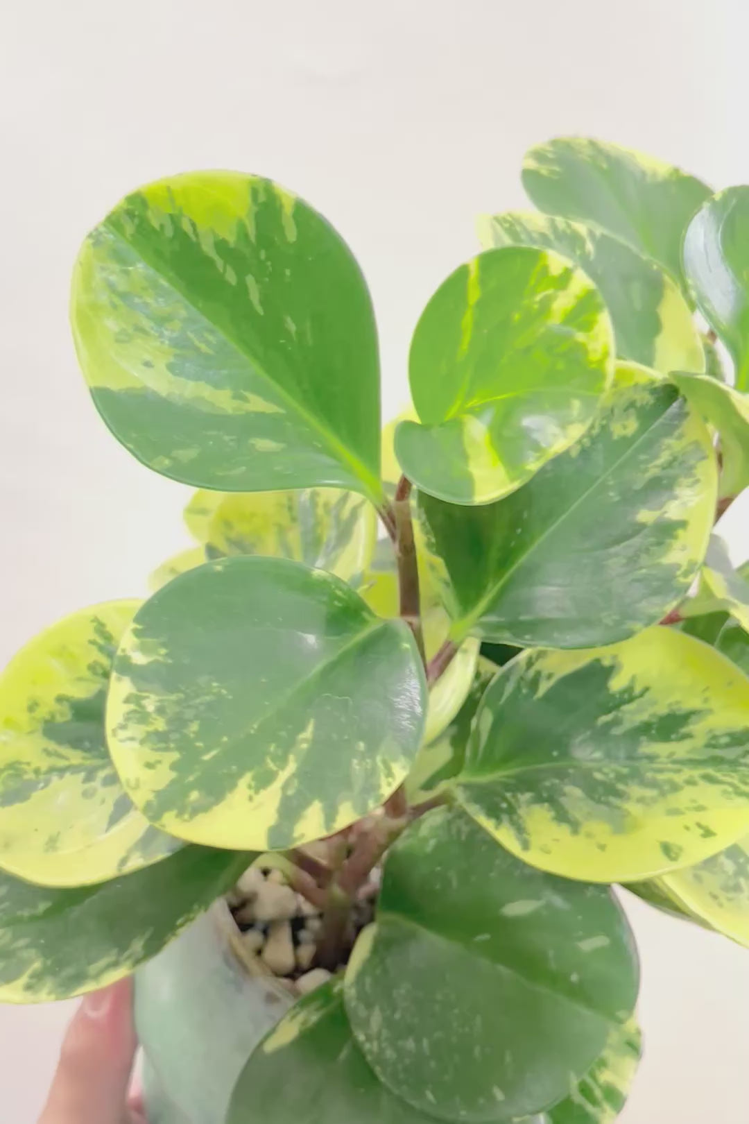 【ペペロミア イエロー】ボリュームのあるタイプ！ペペロミアの中でも大き目の葉。特に今回は発色の良い個体を選んできましたよ！
