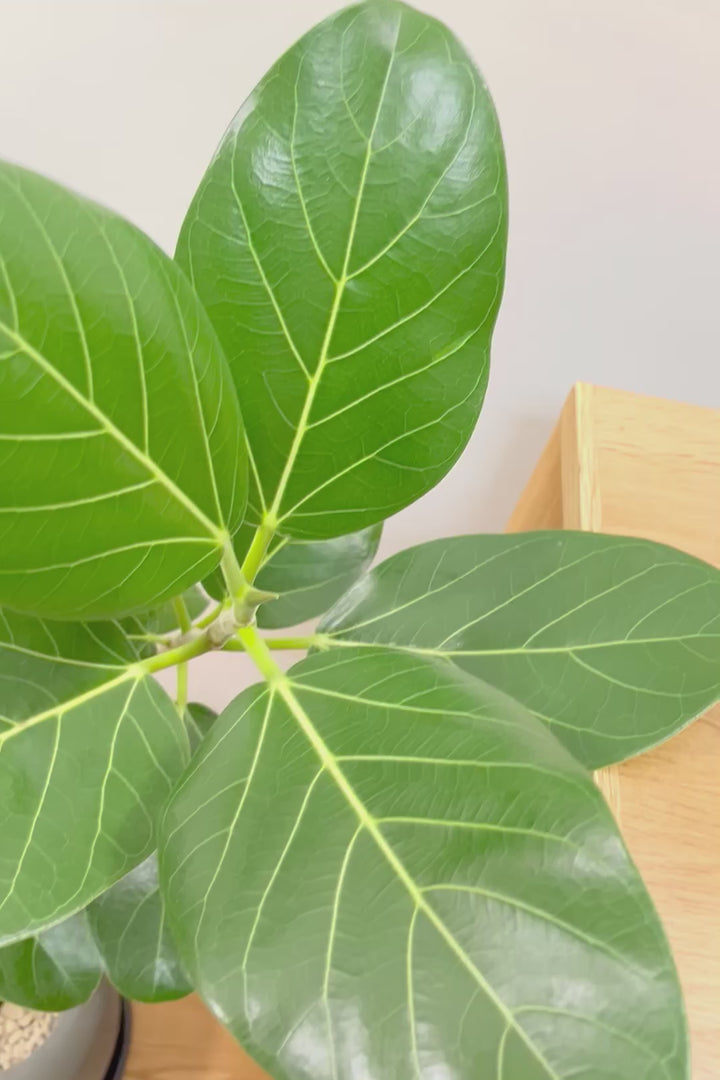 【フィカス ベンガレンシス】太い幹と趣のある全体のフォルム。このような樹形はめったに出会えません！