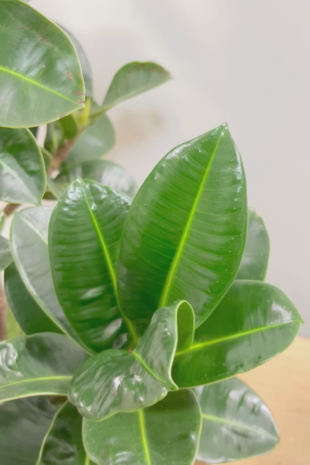 【フィカス アポロゴム】超BIGサイズなので存在感があります！ダークグリーンの葉がとても美しいスタイリッシュな観葉植物！