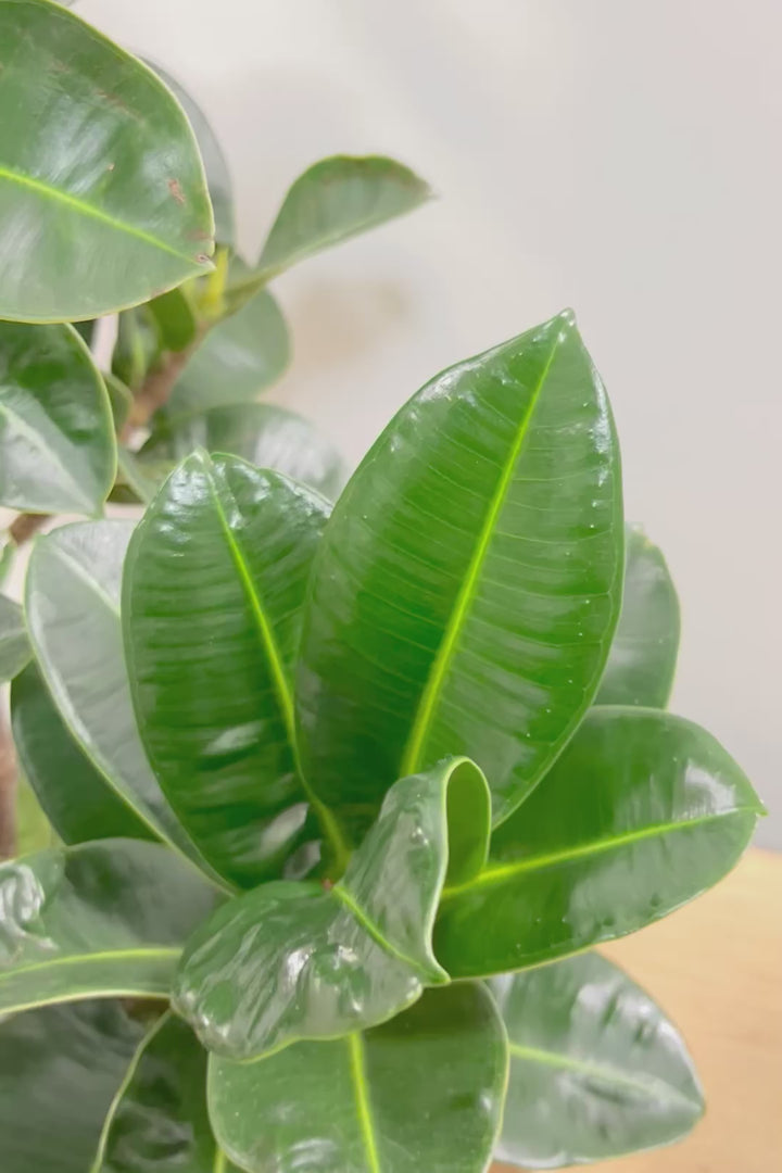 【フィカス アポロゴム】超BIGサイズなので存在感があります！ダークグリーンの葉がとても美しいスタイリッシュな観葉植物！