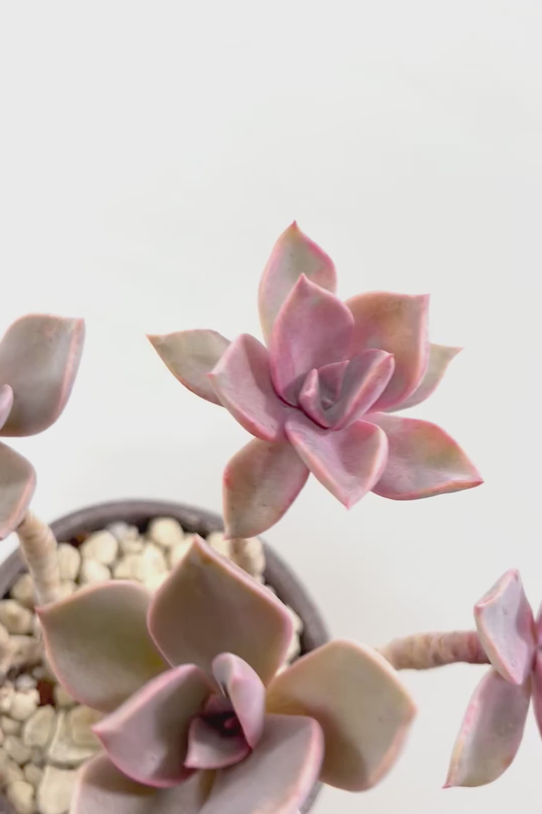 【グラプトペタルム パープルキング】美しく色付いたかわいい多肉質な葉っぱ。ここまで幹立ちした個体は希少ですよ！