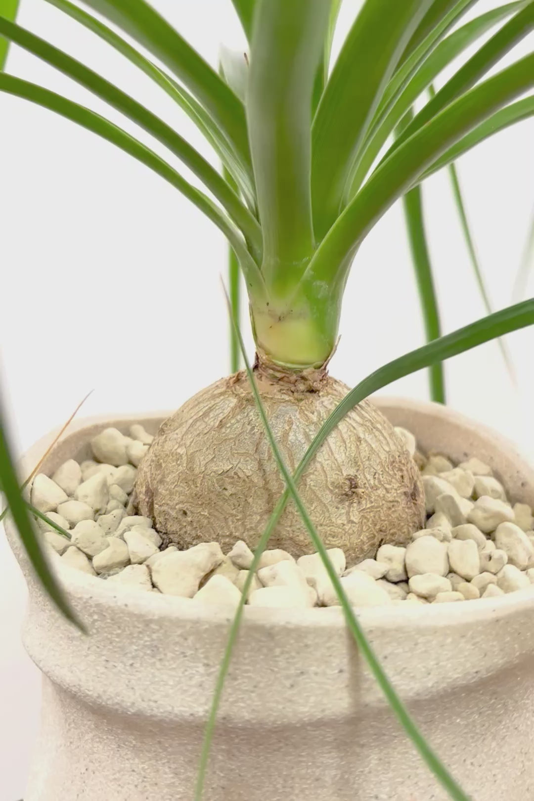 【ノリナ】ぷっくりとした幹がとてもかわいい♪カールタイプの葉が素敵！丈夫で育てやすいので初心者の方にもおすすめ！