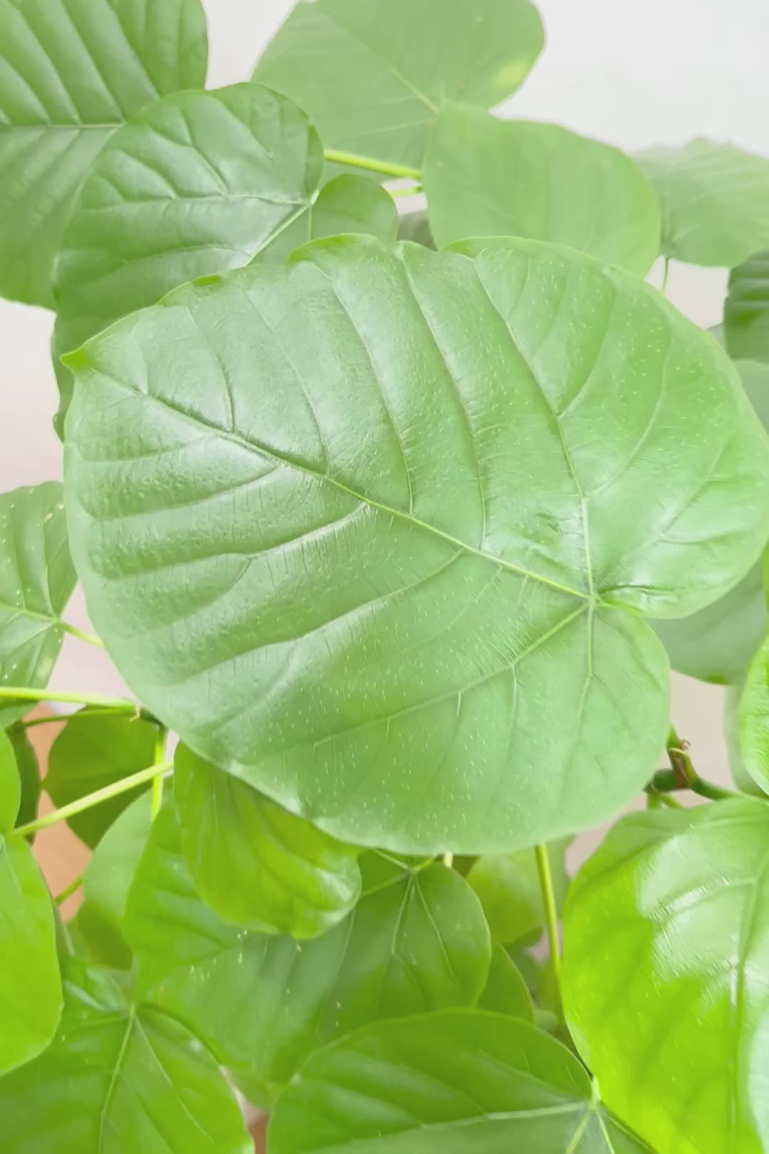 【ウンベラータ】これはホント良い樹形！葉の大きさもちょうどいいと思います！存在感があるのでインテリアにはピッタリ！