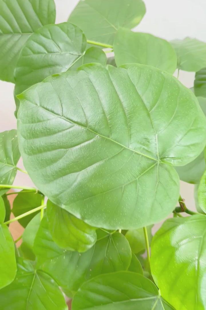 【ウンベラータ】これはホント良い樹形！葉の大きさもちょうどいいと思います！存在感があるのでインテリアにはピッタリ！