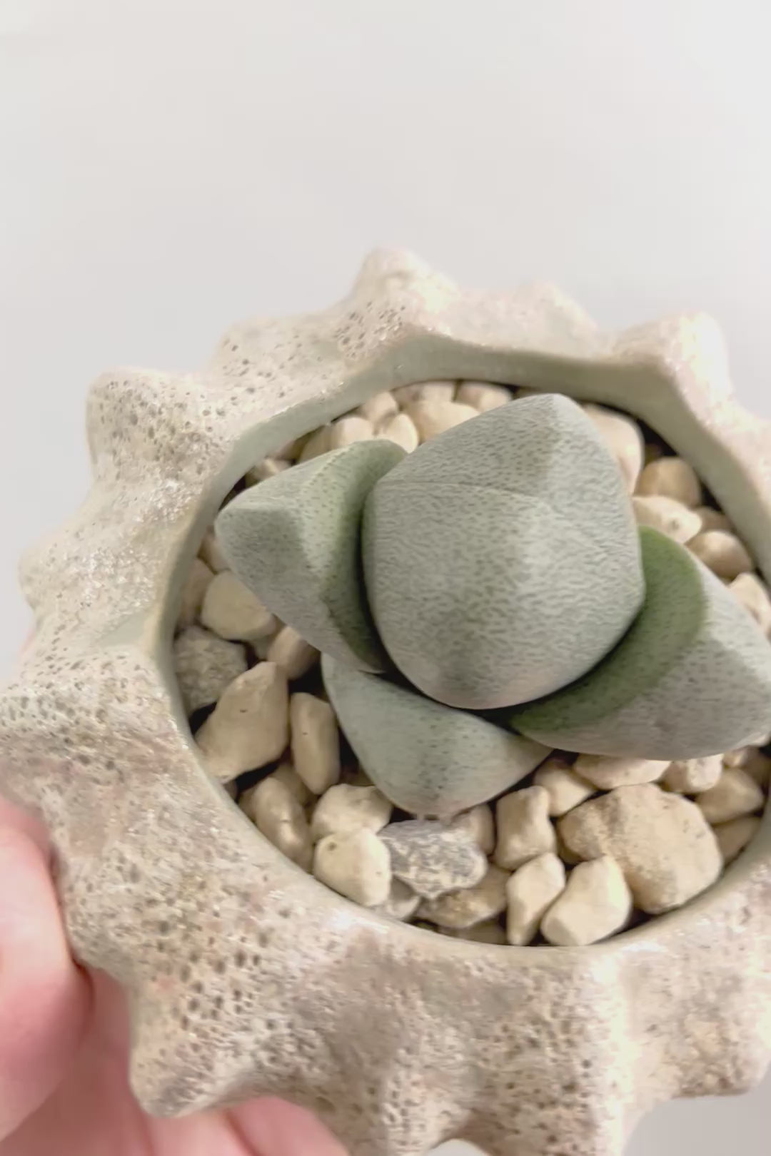 【プレイオスピロス ネリイ】たまごのようなかわいいフォルム！何とも愛らしいフォルムです♪