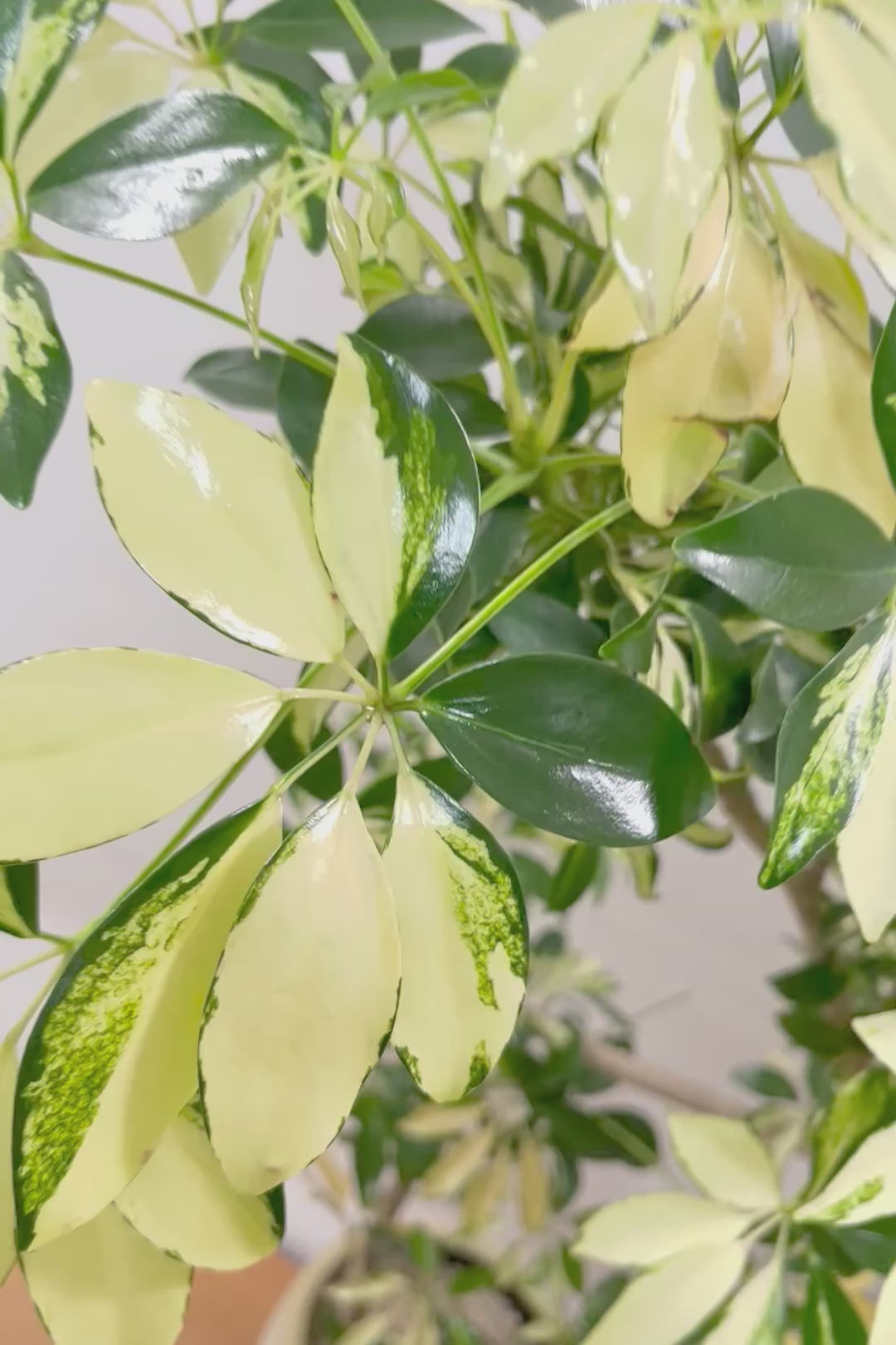 【シェフレラ グランディ】BIGサイズ！シェフレラの中でも華やかで明るい葉色！鹿児島のシェフレラ名人が手がけた美しい樹形です！