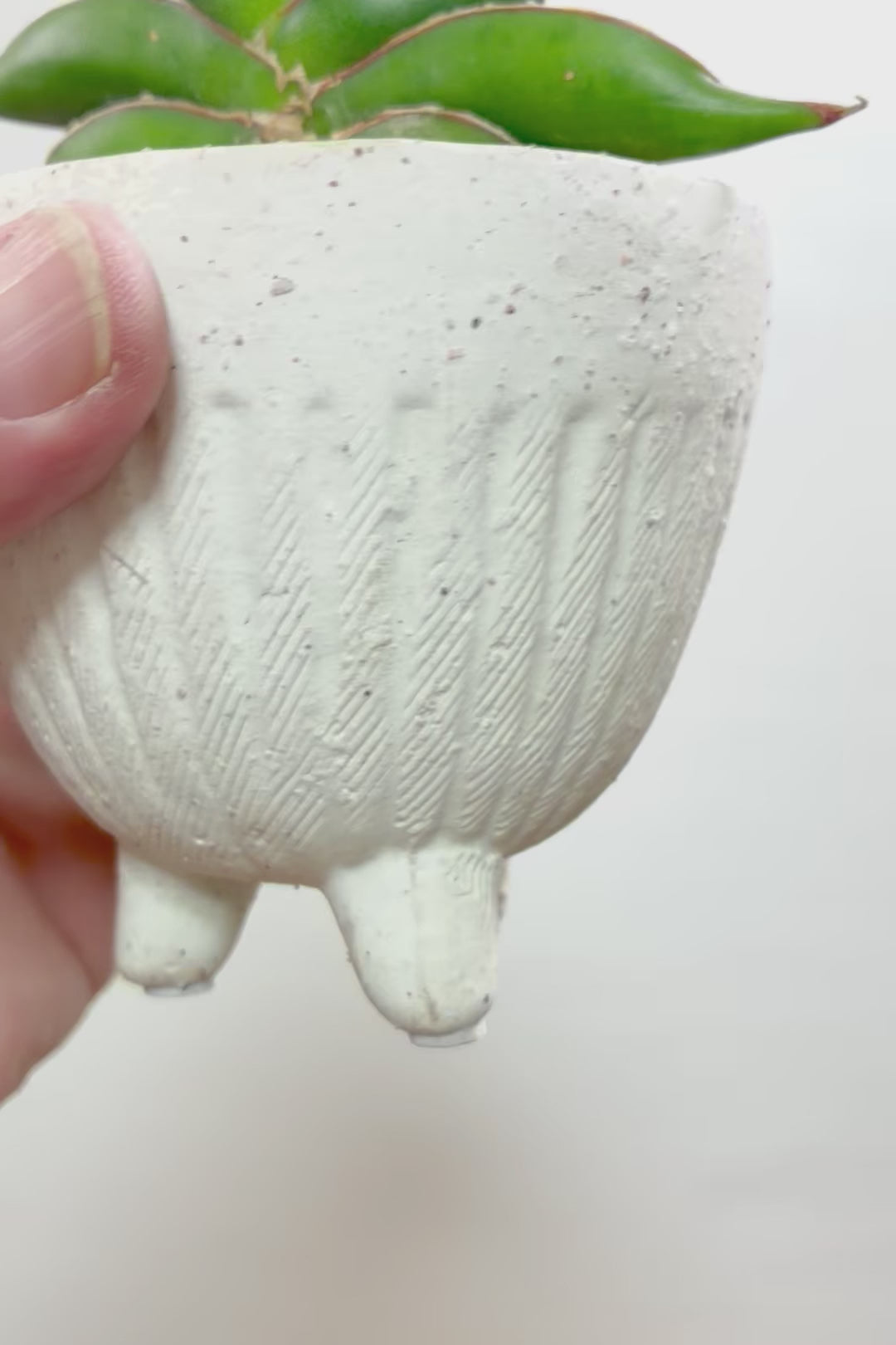 【サンスベリア サワディ】高さ17センチのかわいいサイズ！APEGOでは初入荷の品種！扇状に広がった葉形がステキです！
