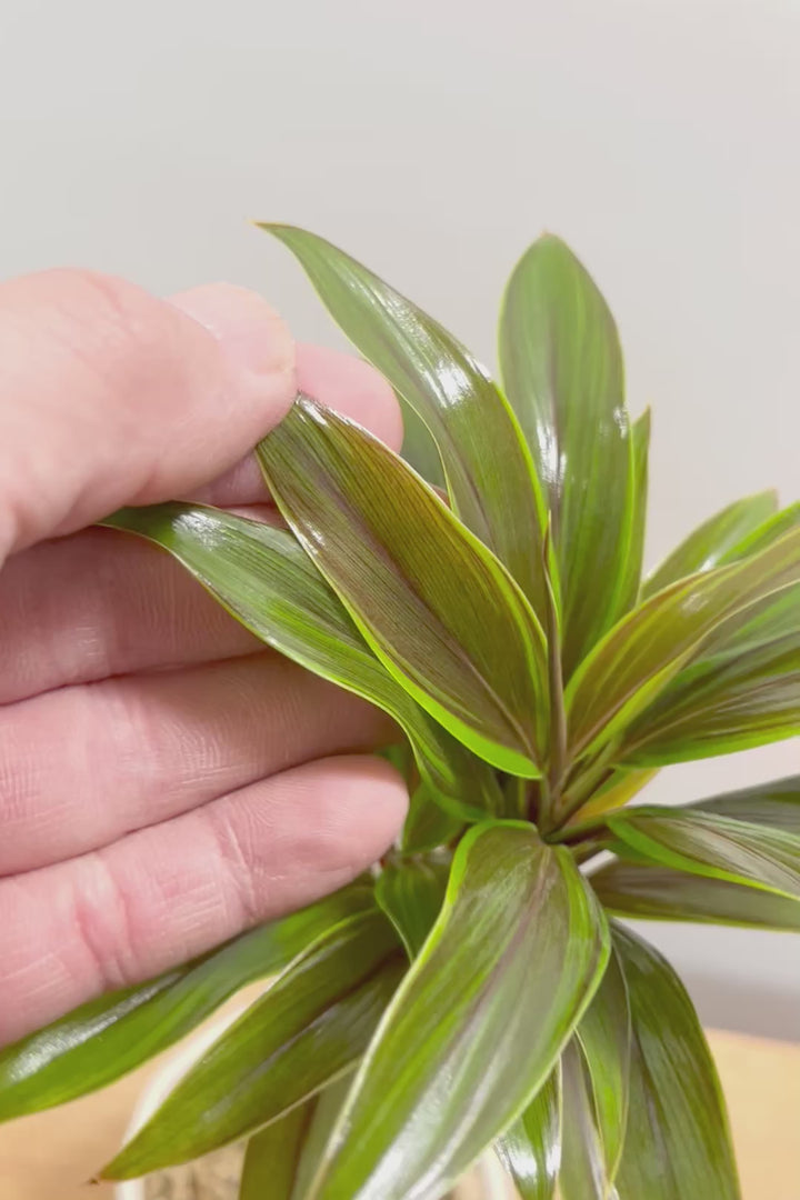 【コルジリネ イエローエッジコンパクタ】複雑に混ざり合った葉色！生産者さんのハウスでイイものを選りすぐってきましたよ！