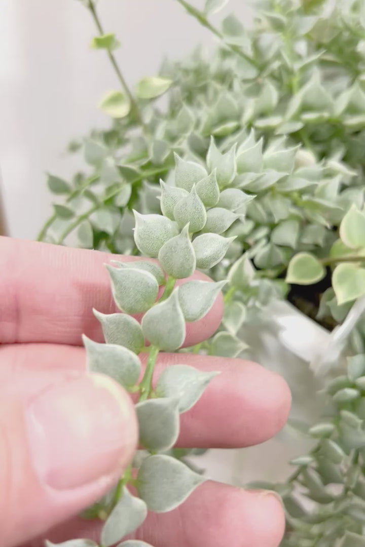 【ディスキディア ミリオンハートバリエガタ】爽やかな葉色がGOOD！軽くて扱いやすいプラスチック鉢の吊り鉢タイプです！