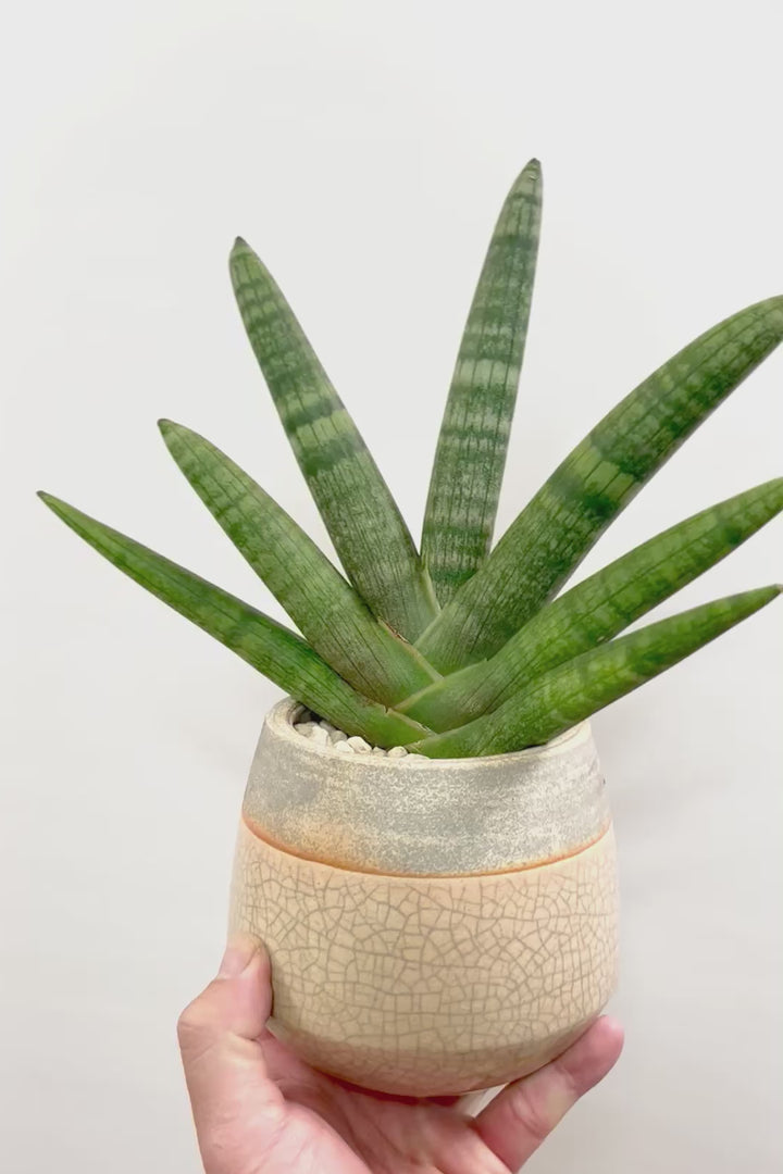 【サンスベリア ボンセレンシス 】扇状に広がった姿がとても美しい！！静岡県の生産者さんのこだわり品種！