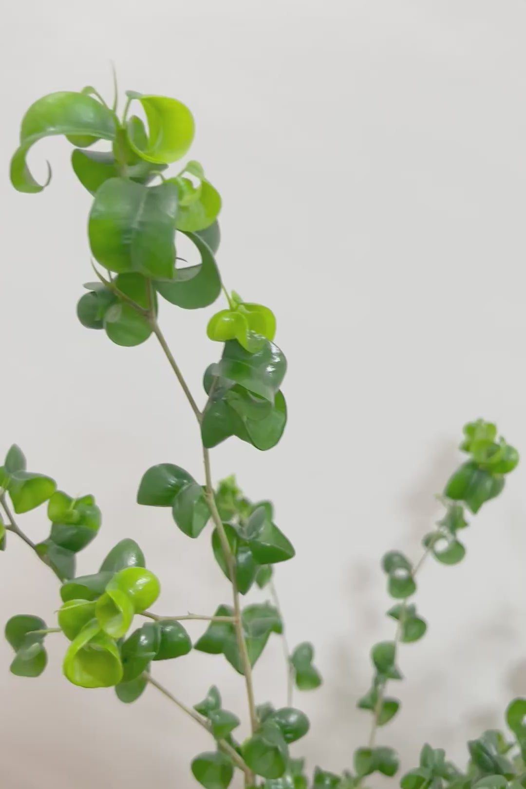 【ベンジャミン バロック】ボリュームがあるタイプ！高さもあるのでお部屋のシンボルにぴったりです！スタイリッシュなPOTもおすすめです！