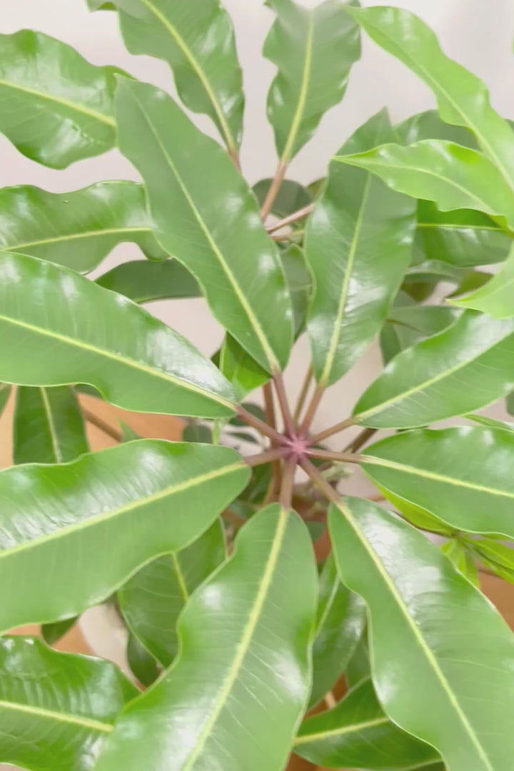 【チュピタンサス】ボリュームのある樹形！この樹形はなかなかいい感じだと思うんですよね！鹿児島県からやってきました！