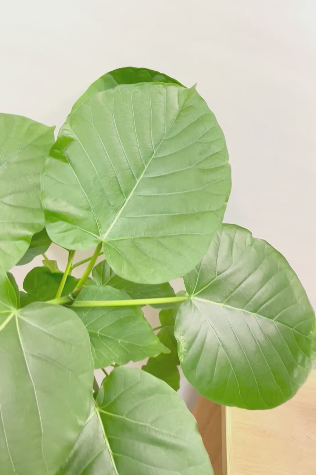 【ウンベラータ】曲り樹形の名手でもある生産者さんが手塩に掛けたバランスの良い素晴らしい樹形です！幹のクネクネがGOOD！