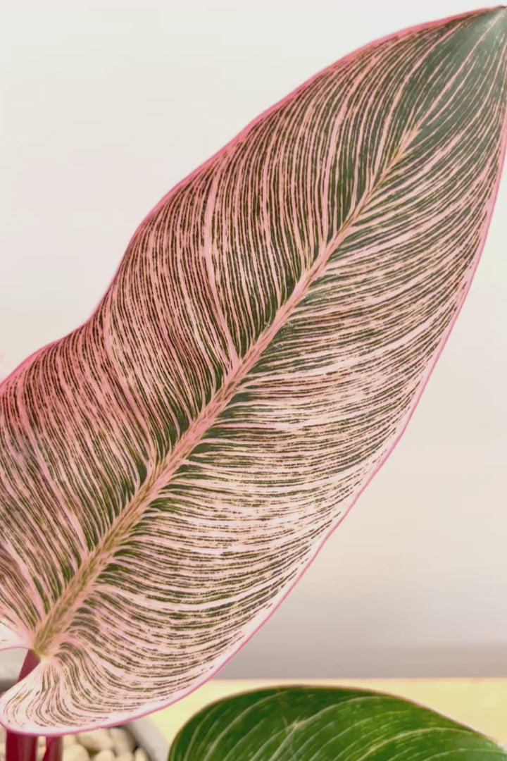 【フィロデンドロン ピンクバーキン】ありそうで今までなかった4号サイズ！葉の模様もくっきりと出ている優良株です！