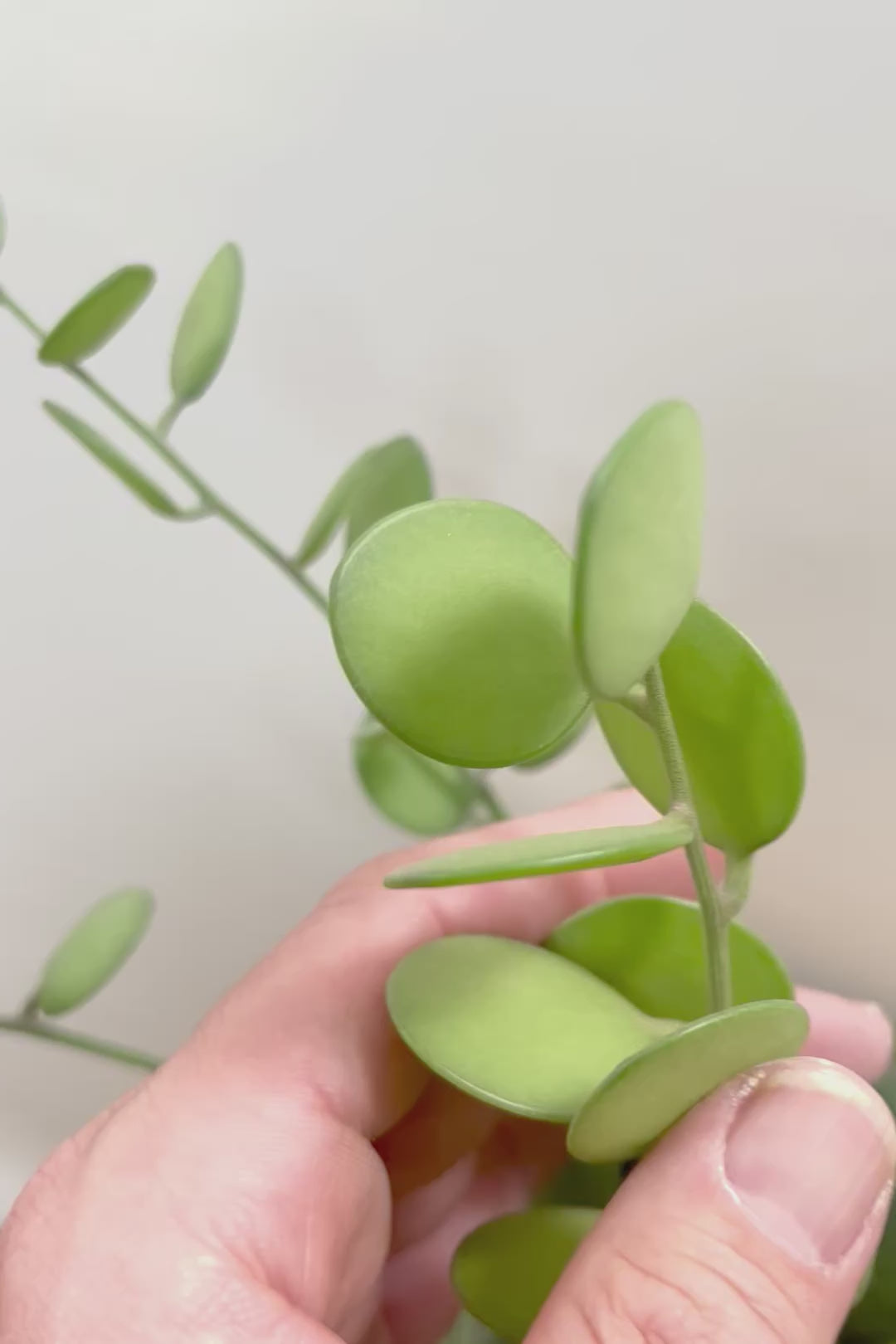 【グリーンドラム】今回場ボリュームのある大き目タイプ！ここまでの大株は希少ですよ！