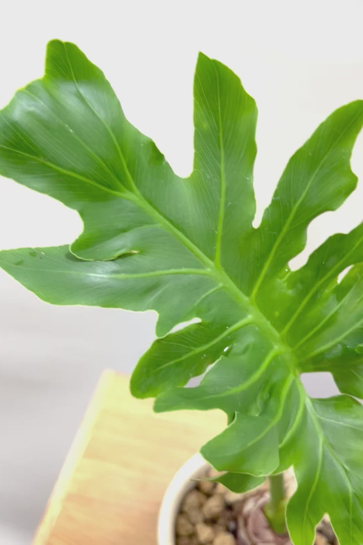 【セローム】ミニサイズだけど存在感あるステキなフォルムの観葉植物