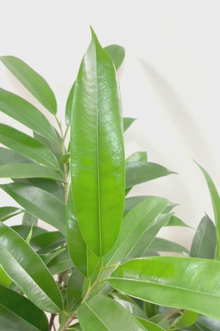 【フィカス アムステルダム】沖縄で作り込まれた他にはないゴツイ樹形！これは自信をもってお勧めします！