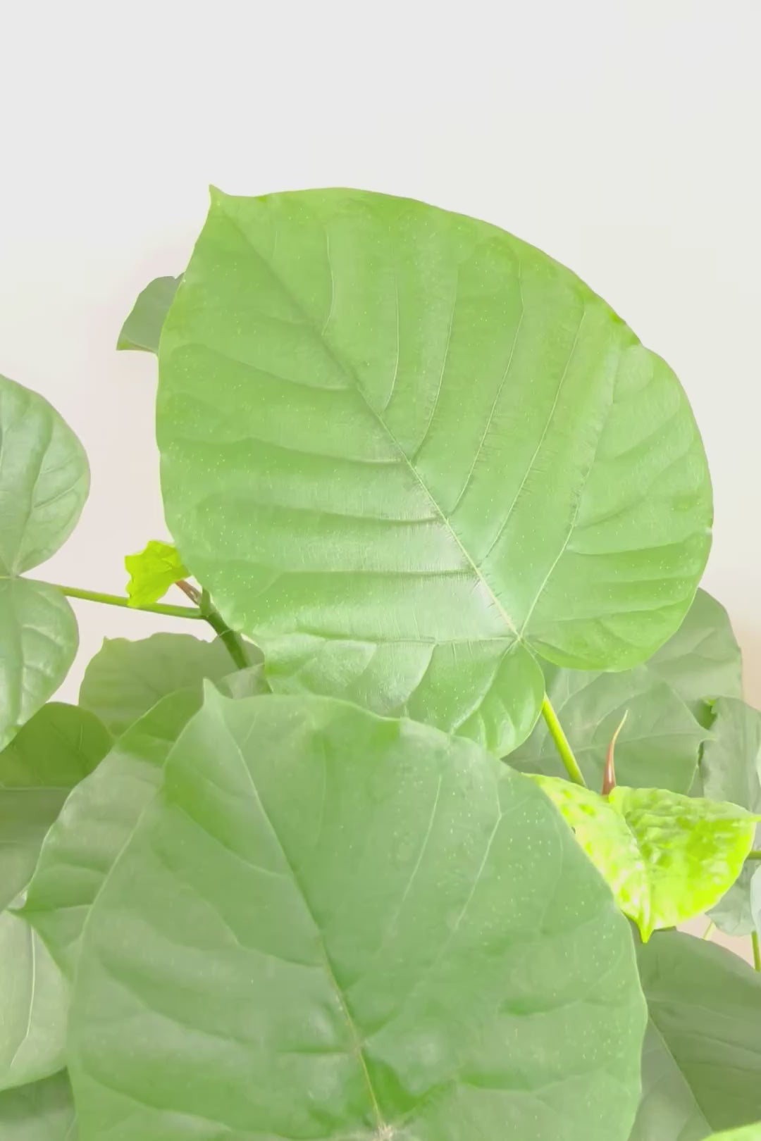 【ウンベラータ】枝分かれの感じがイイ感じの樹形！この幹の太さの個体は希少ですよ！おすすめです！