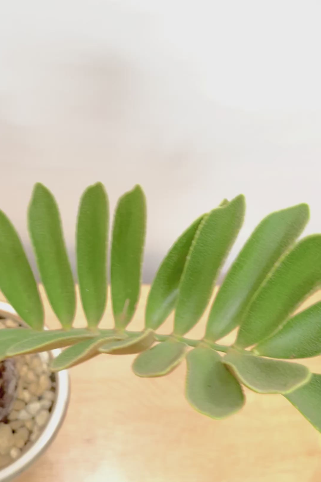 【ザミア フルフラケア】新作のPOT！ギュッとした個性的なフォルムが特徴の希少な観葉植物！