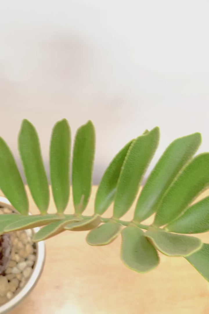 【ザミア フルフラケア】新作のPOT！ギュッとした個性的なフォルムが特徴の希少な観葉植物！