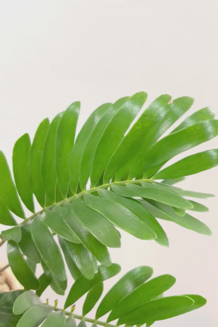 【ザミア フロリダーナ】沖縄で生産されました！このサイズはあまり見かけないので、ぜひともご検討ください！