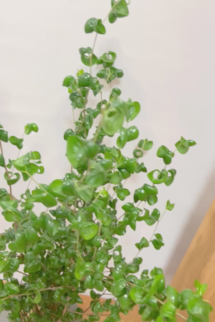 【ベンジャミン バロック】APEGO新作のかわいいPOT。まん丸としたフォルムとバロックの葉のフォルムが良い感じに合います！