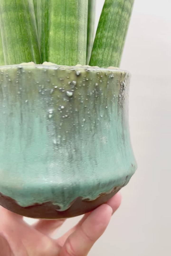 【サンスベリア スタッキー】どうでしょう？かわいすぎません？仲良しの生産者さんからいい形のものを分けてもらいました！ムチムチでかわいい！