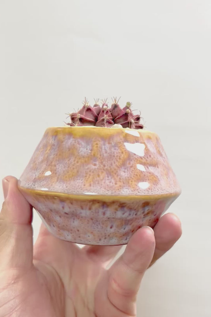 【ギムノカリキウム】全高9cmの超ミニミニサイズ！少し大人色の落ち着いた個体です！POTとのコントラストもイイ感じに仕上げました！