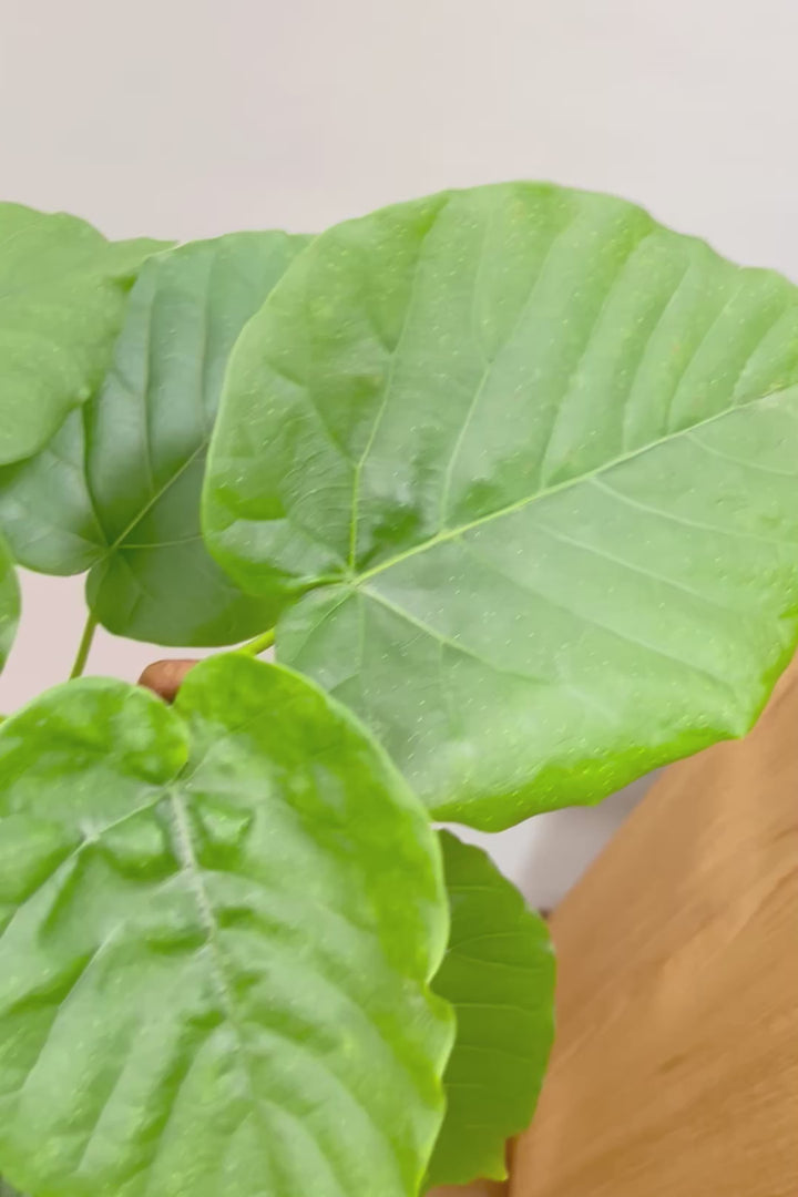 【ウンベラータ】この樹形はホント素晴らしいと思う！生産者さんが手間暇かけて作った会心の1鉢です！