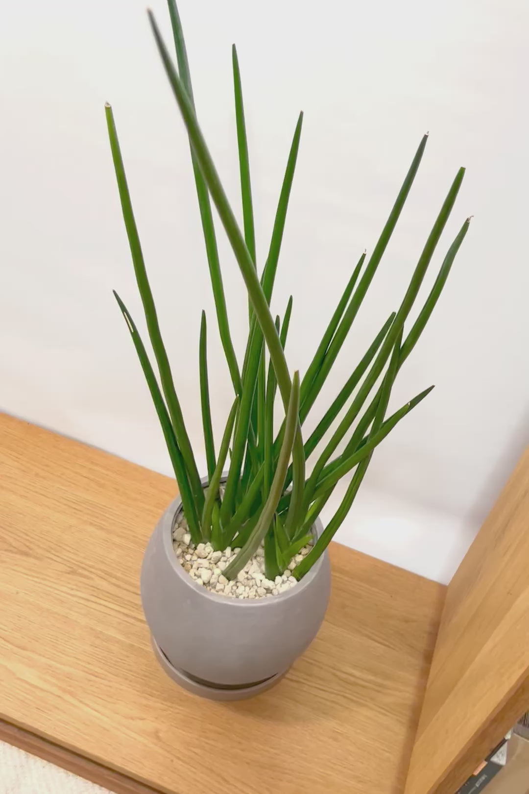 【サンスベリア エリスラエイ】希少品種!スティック状のの美しい葉が特徴の観葉植物です！