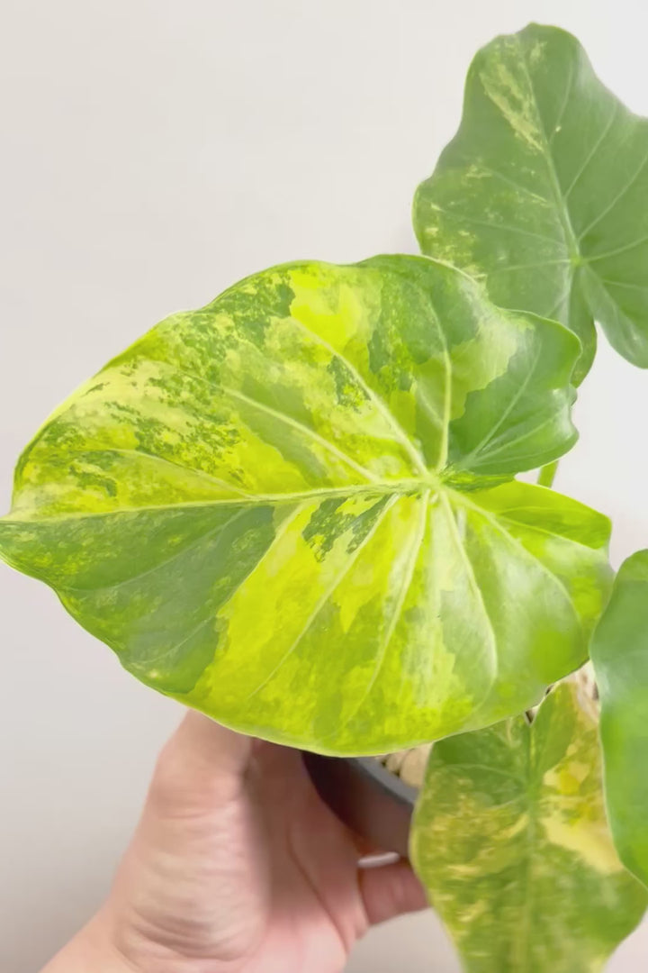 【アロカシア マクロリゾス オーレア】※１鉢限定※APEGO初入荷！この黄斑はかなりキレイ！軽量なポリプロピレン製のPOTです！