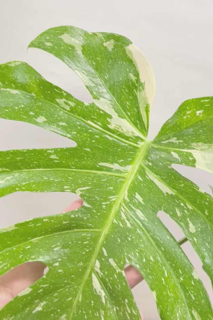 【モンステラ タイコンステレーション】人気の木製POTに植え込みました！しかも葉がとても大きい！バランスもとてもイイ感じです！