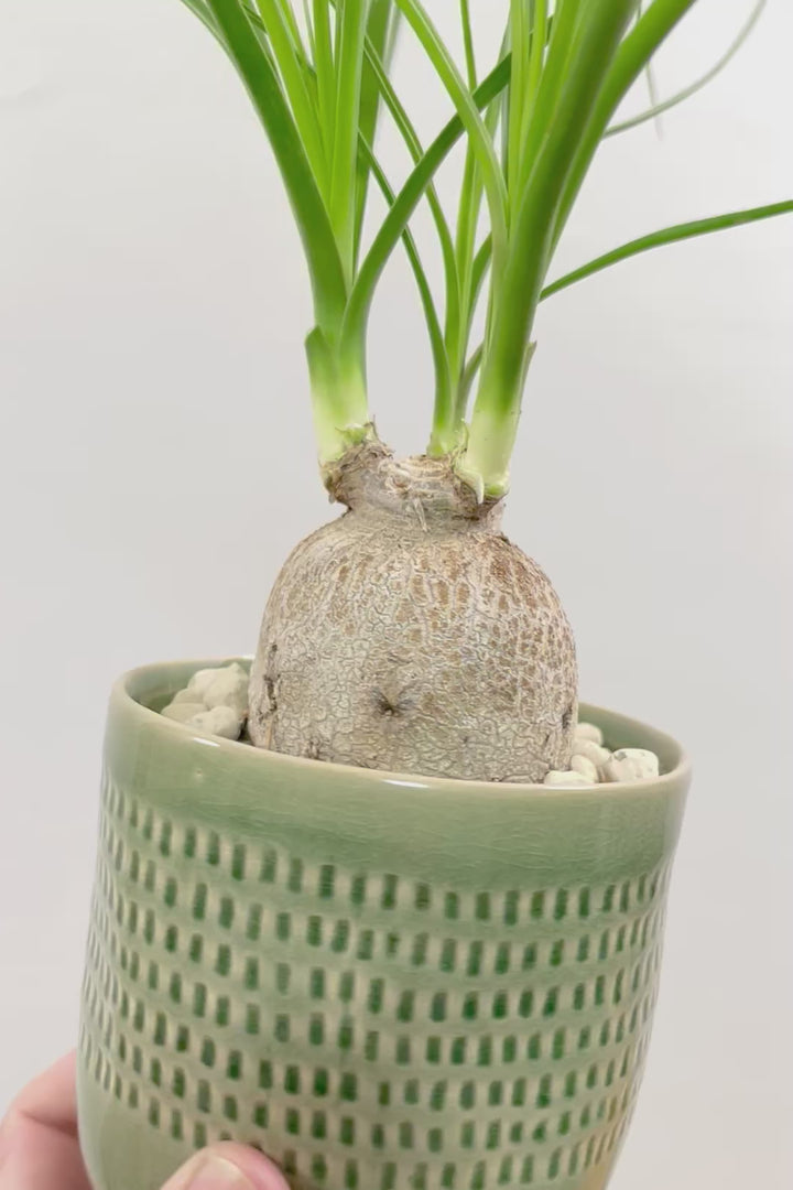 【ノリナ】全高40cmのかわいいサイズ！まん丸の幹がとてもかわいい観葉植物なんです！